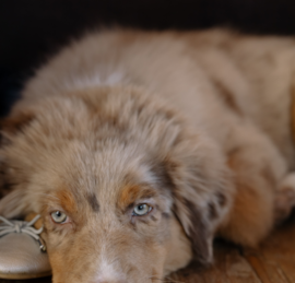 Mini Aussiedoodle Puppies For Sale - Pilesgrove Pups